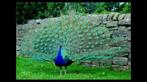 Peacock The Most Beautiful And Colorful Creature Youtube