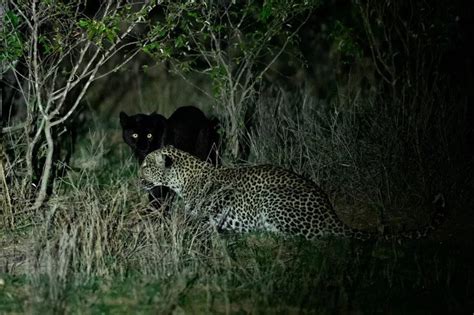 Black Panther Hunting Prey
