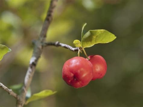 Barbados Acerola Cherry Tree — Just Fruits And Exotics Acerola