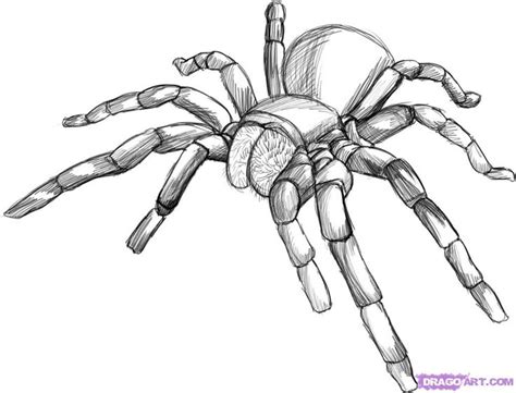 How To Draw A Tarantula By Dawn Spider Art Spider Drawing Bugs Drawing
