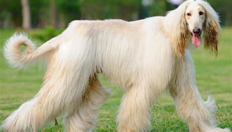 Long Haired Dog Breeds List Spefashion