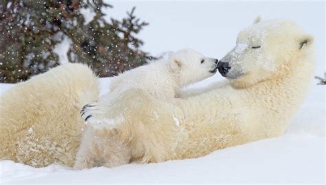 Polar Bear Behavior Learn About Polar Bears Kids Learning
