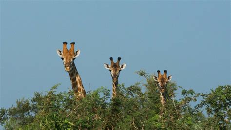 Commusings Why Do Giraffes Have Long Necks By Jeff Krasno