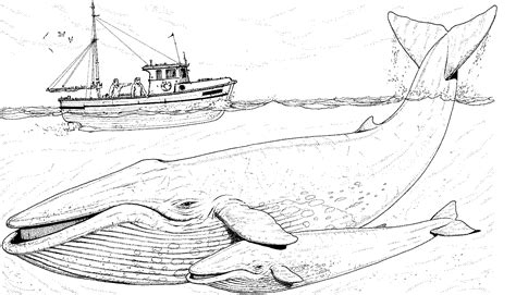 Blue Whale Coloring Page 227 Free Coloring Pages Whale Coloring