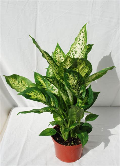 Foothill Tropicals Inc Indoor Tropical House Plants
