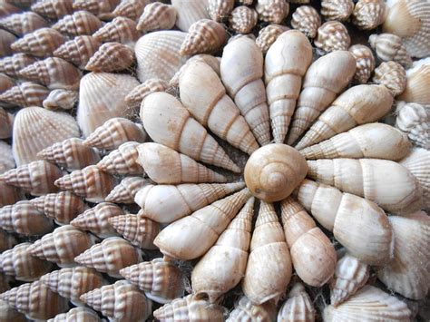 Free Photo Sea Shells Shells Sea Ocean Free Image On Pixabay 822219