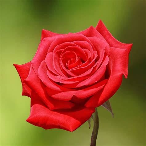Rose Red · Free Photo On Pixabay