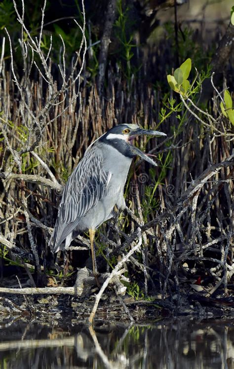 The Yellow Crowned Night Heron Stock Image Image Of Portrait Night