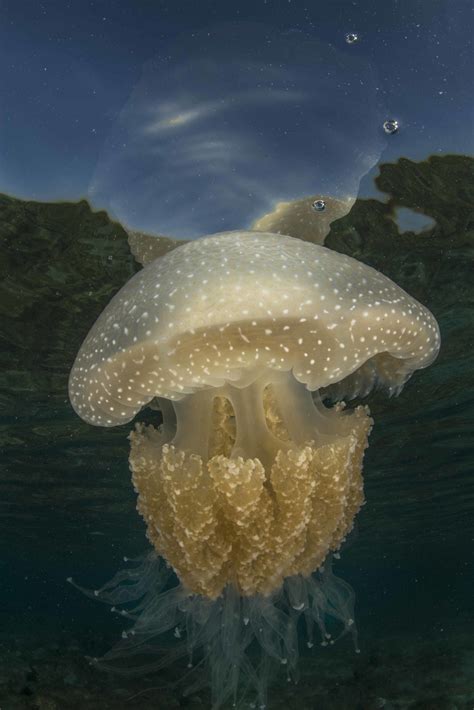 The Blooming Marvellous World Of Australias Jellyfish In Pictures