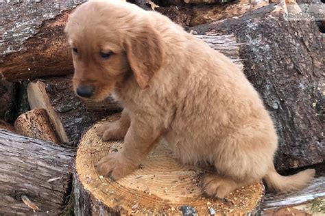 Golden Retriever Puppy For Sale Near Charlotte North Carolina
