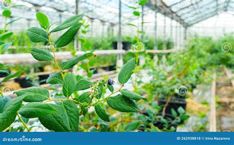 Cultivation Of Blueberries In Agricultural Greenhouses Blueberry