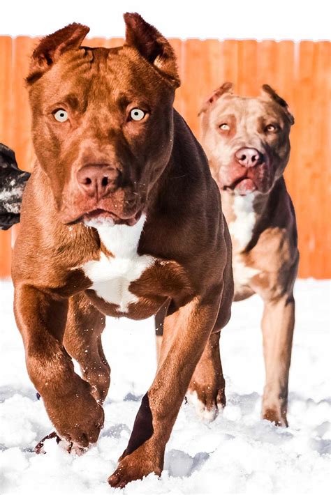 Red Nose Pitbull Wallpaper 34 Images