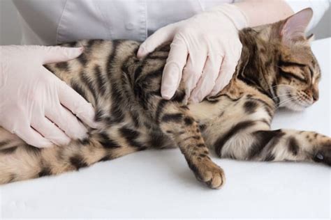 Cat Hernia Surgery Veterinary Dental Care In Riverside