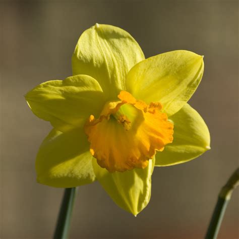 Easter Daffodil Easter Daffodil Please See My Com Website Flickr