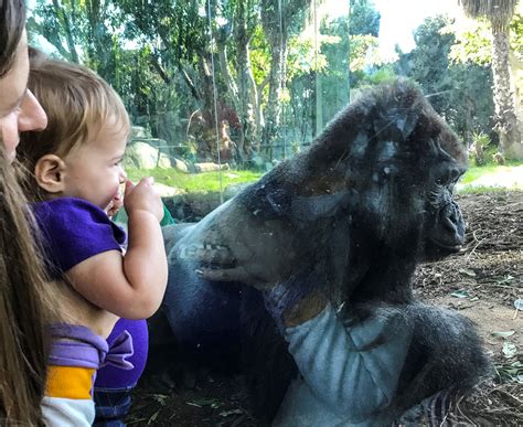 Gorillas Meet Zookeepers Baby For First Time In Adorable Videos Sweet