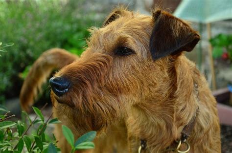 hypoallergenic dog breeds irish terrier hypoallergenic