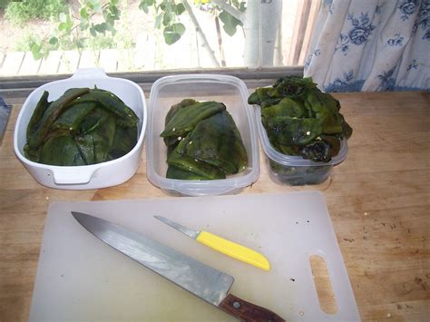 We did not find results for: Dehydrating Way Beyond Jerky: Processing Poblano Peppers