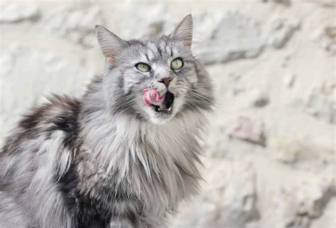 Maine coon fans say that the popularity is due to the breed's large size, intelligence, luxuriant coat maine coons are kittens in big cat suits, gentle giants who are playful well into old age, as well as. Focus sur le Maine Coon - Blog - Conseils et Astuces pour ...