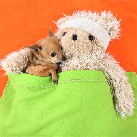 two small dogs are cuddling in the pocket of a stuffed animal bear