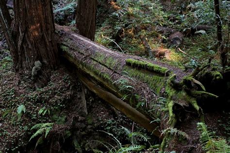 Portola Redwoods Is Heaven Portola Redwood Heaven