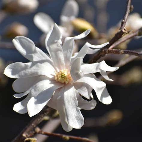 Magnolia Flower Meaning • Discover The Most Interesting Facts About It