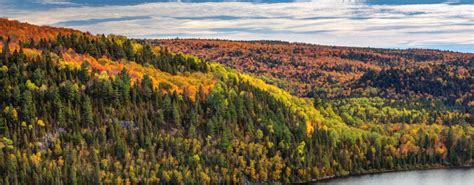 El Bosque Boreal Canadiense Una Biodiversidad única