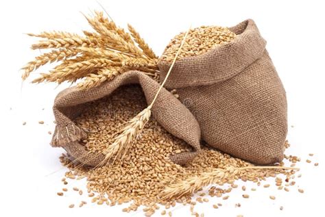 Sacks Of Wheat Grains Stock Photo Image Of Open Sack 17304768