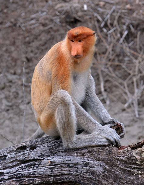 Proboscis Monkey At Lubuk Bay Borneo Proboscis Monkey L Flickr