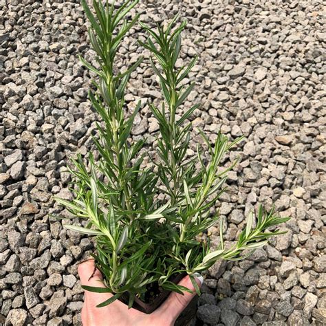 Rosmarinus Officinalis Tuscan Blue Rosemary 35 Pot Little