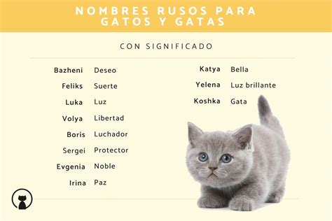 150 nombres rusos para gatos machos y hembras originales y con significado