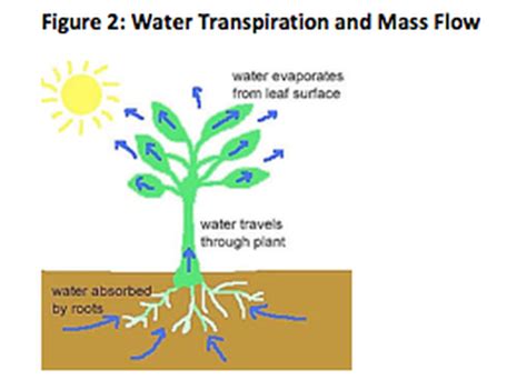 How Water Flows Through A Tree Star Class Science Webquest