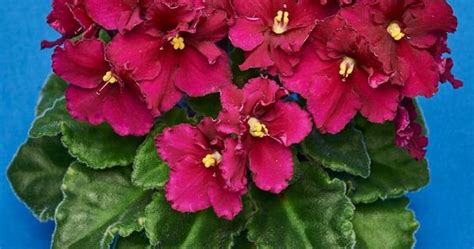 The african violet, saintpaulia, is a tropical plant native to tanzania and kenya. African Violet Varieties | Grow lights, Violets and Africans