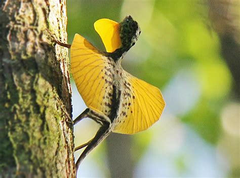 Flying Dragon Lizard