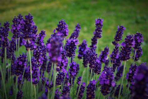 Lavender Flower Images Free Download Best Flower Wallpaper