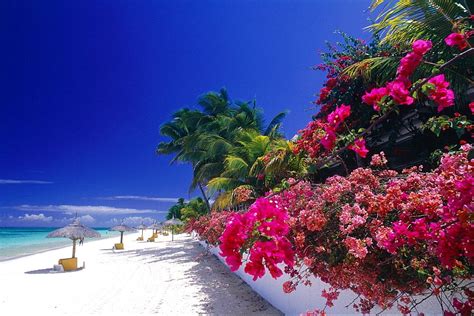 Mauritius Island The Beach And Bougainvillea Flowers At Paradis Beach