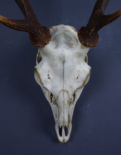 Japanese Sika Deer Skull And Antlers Ahs313 Antlers Horns And Skulls