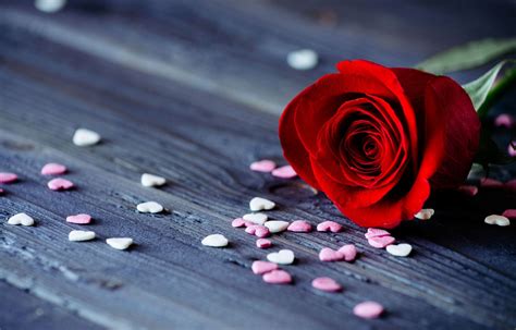 Flower Rose Red Petals Heart Date Romance Background