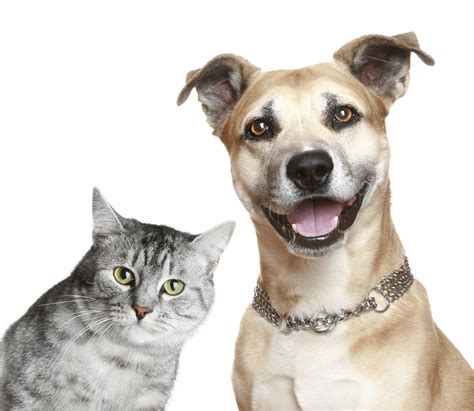 Cute Dog And Cat Wallpaper Pixelstalknet