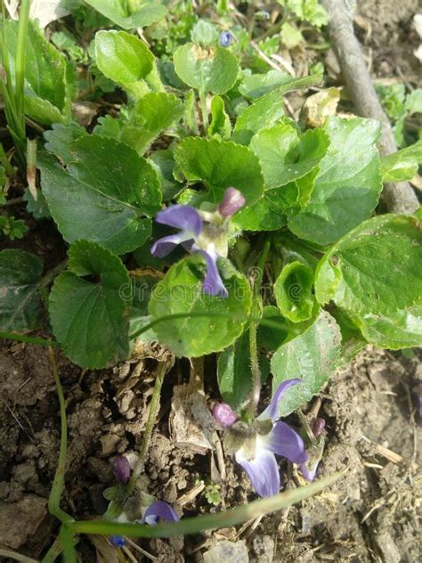 Viola Odorata Scent Scented Violet Flower Forest Blooming In Spring