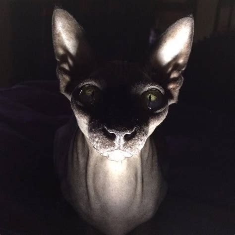 Sphynx Kitty With Images Sphynx Cat Sphinx Cat Scary Cat