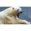 Polar Bears Not Endangered But Dangerous  CCG