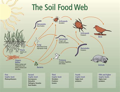 What Is The Soil Food Web