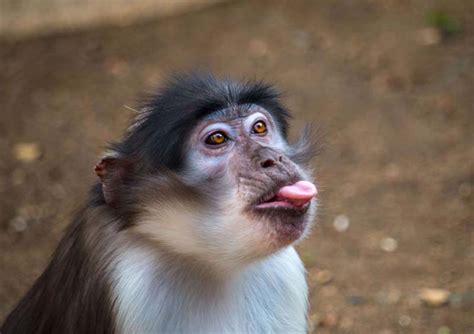 How Many Types Of Monkeys Are There In The World