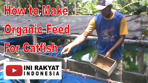 Cara Membuat Pakan Organik Untuk Ikan Lele Maggots Maggot Maggotbsf