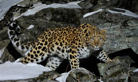 Amur Leopard Facts Habitat Population Diet Pictures