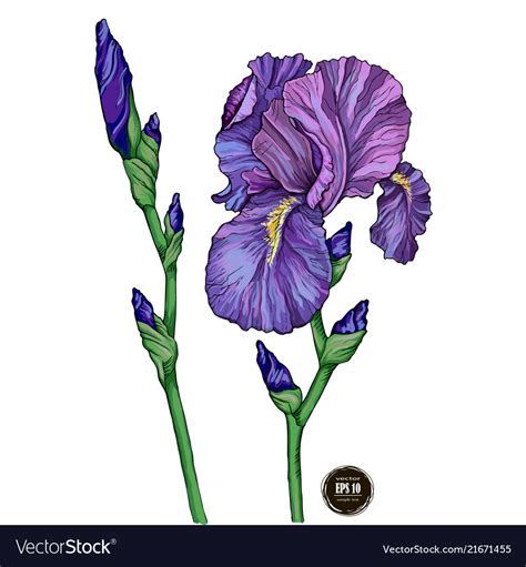 Iris Flower On White Background Royalty Free Vector Image