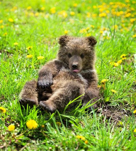 cute little brown bear cub playing on a lawn among dandelions brown bear bear cubs bear