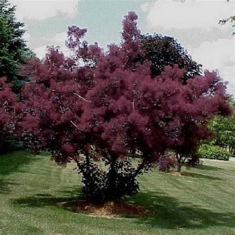 Purple Smoke Tree Seeds Cotinus Coggygria Purpureus 20seeds Etsy