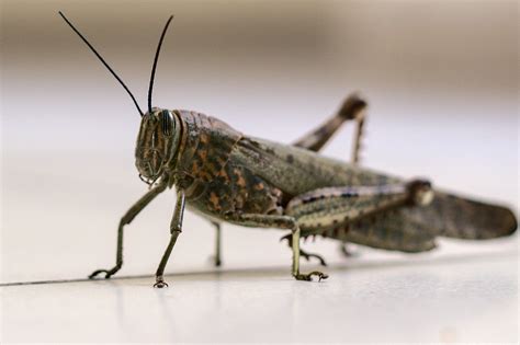 Img4802 Wikigrasshopper Grasshoppers Ar Flickr