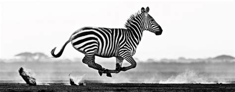 10 Best African Wildlife Photos By Experts